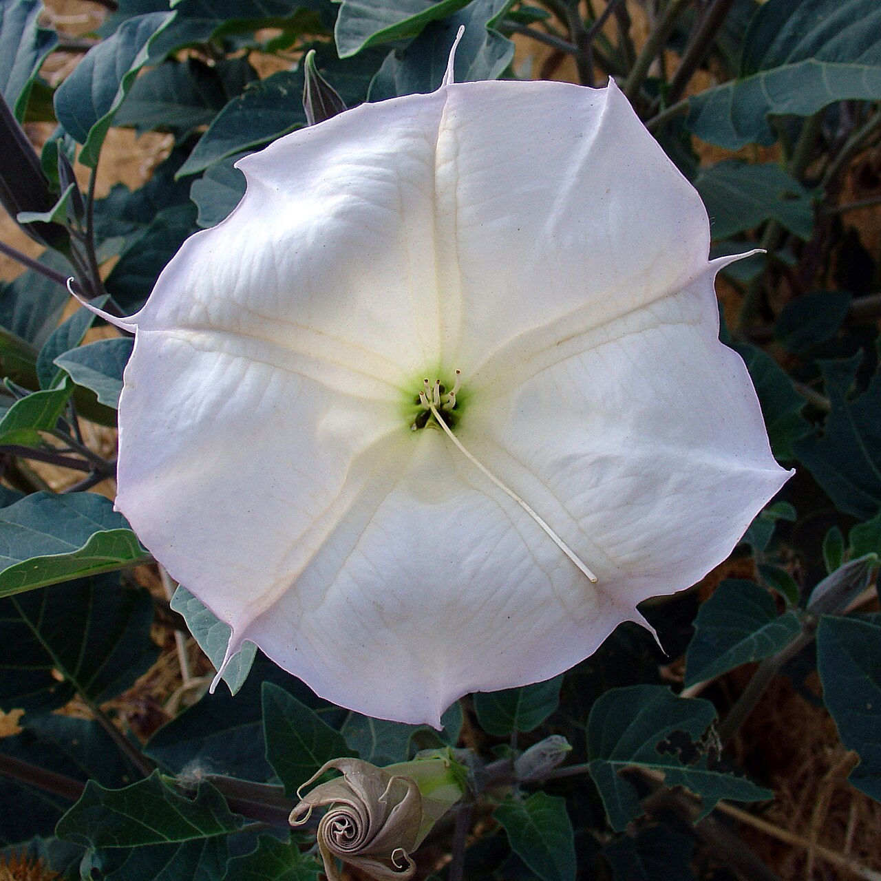 Sacred Datura reference