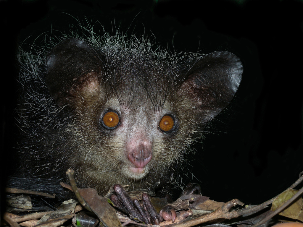 Aye-aye reference