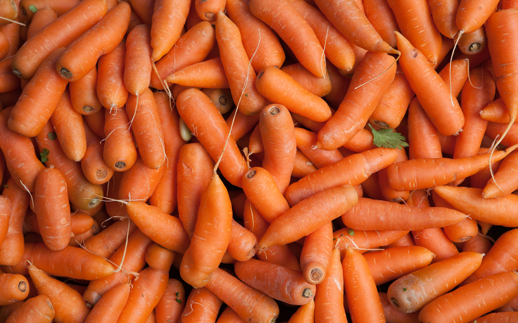 Cultivated Carrot reference