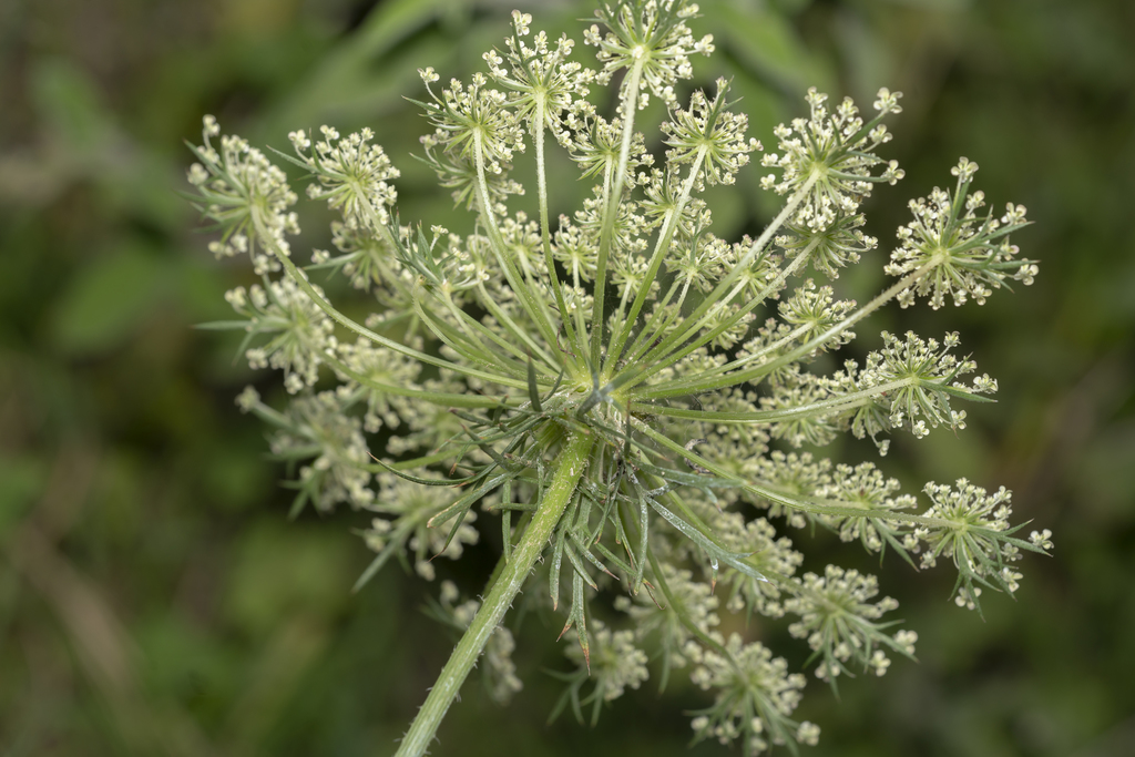 wild carrot reference