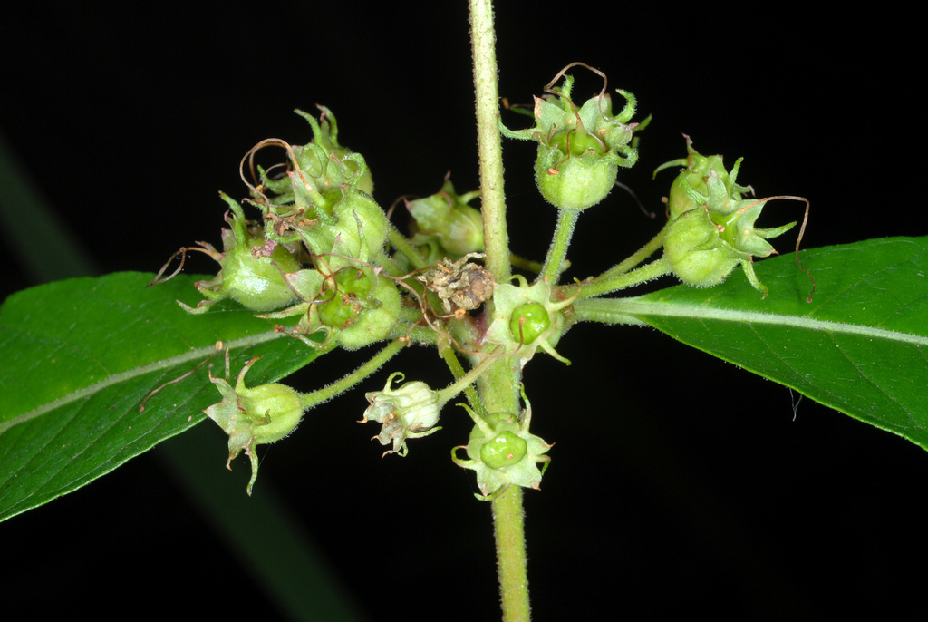 swamp loosestrife reference