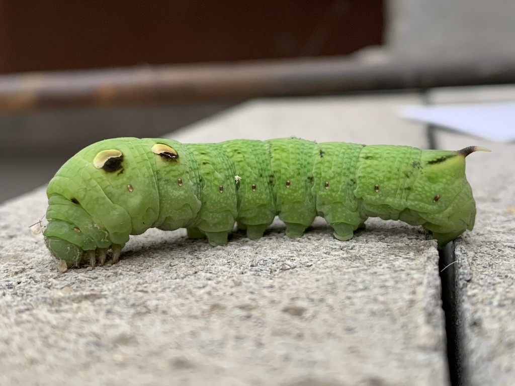 Elephant Hawkmoth reference