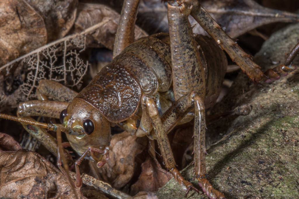 Little Barrier Giant Wētā reference