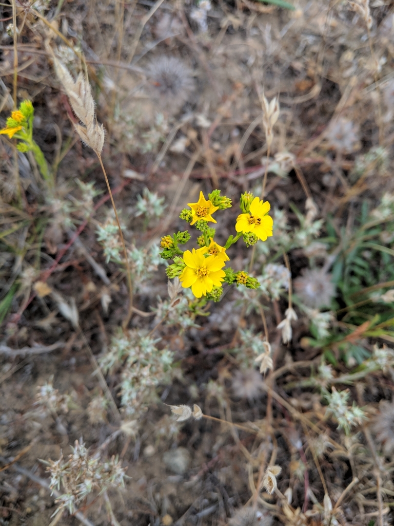 Clustered Tarweed reference