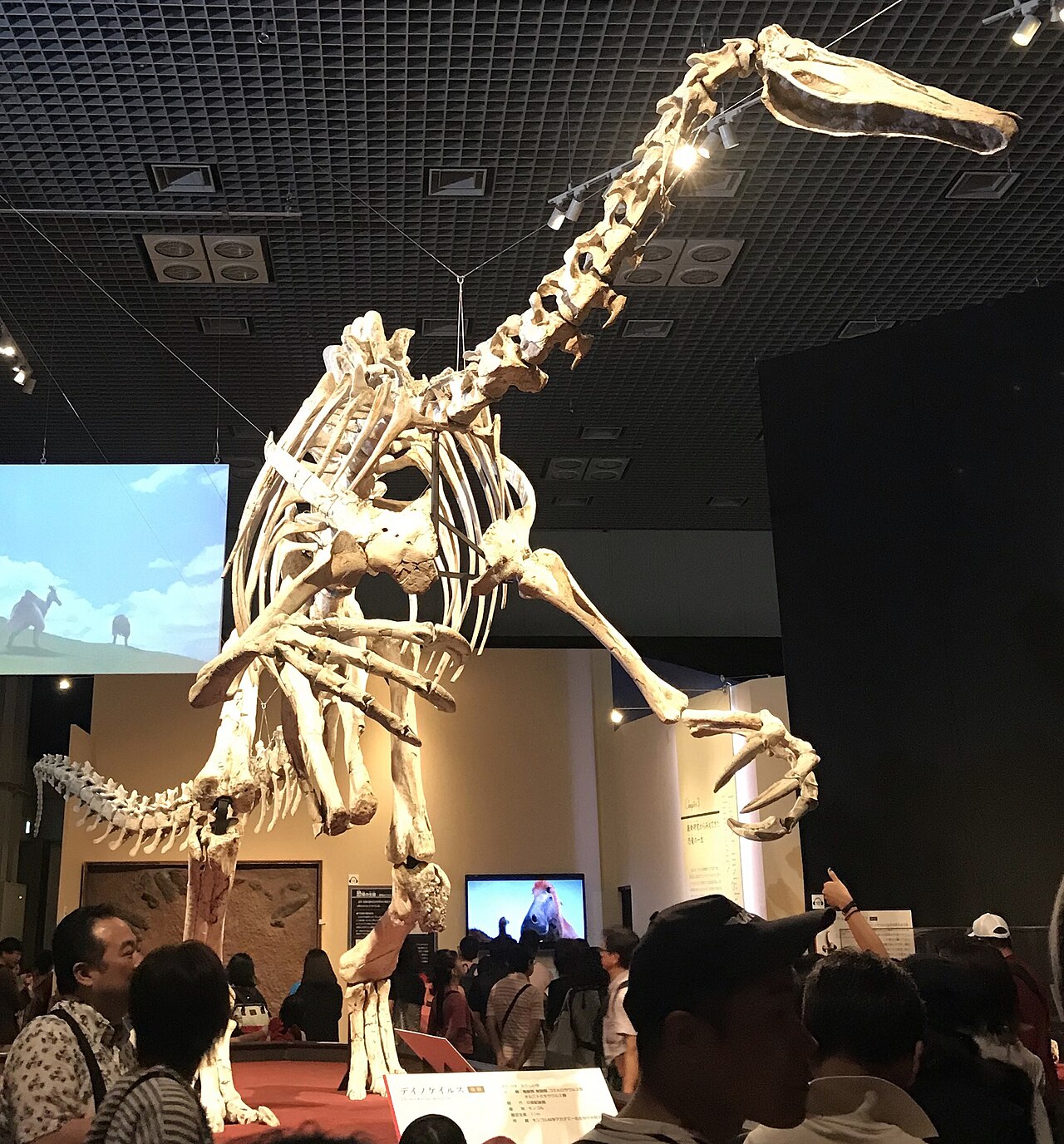 Deinocheirus mirificus reference