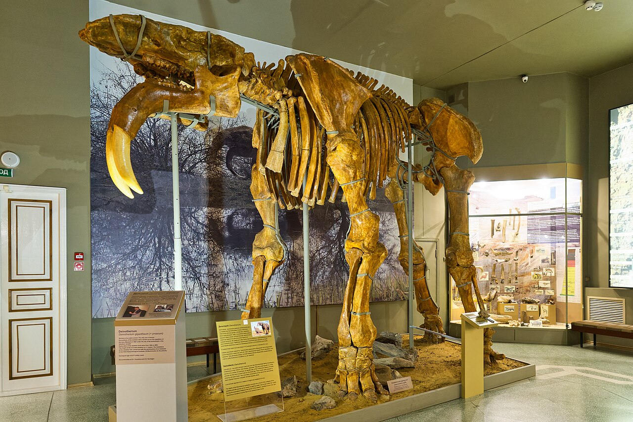 Deinotherium giganteum reference