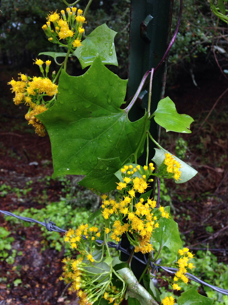 Cape-ivy reference