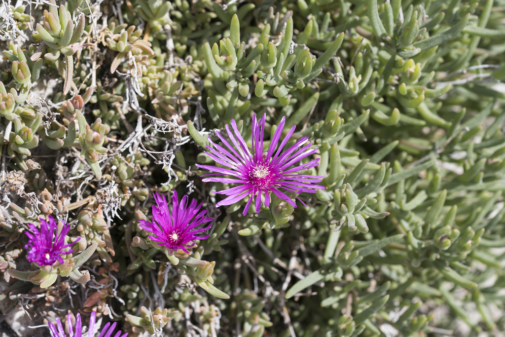 pink trailing iceplant reference