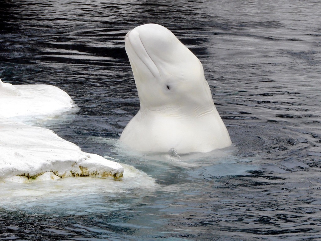 Beluga reference