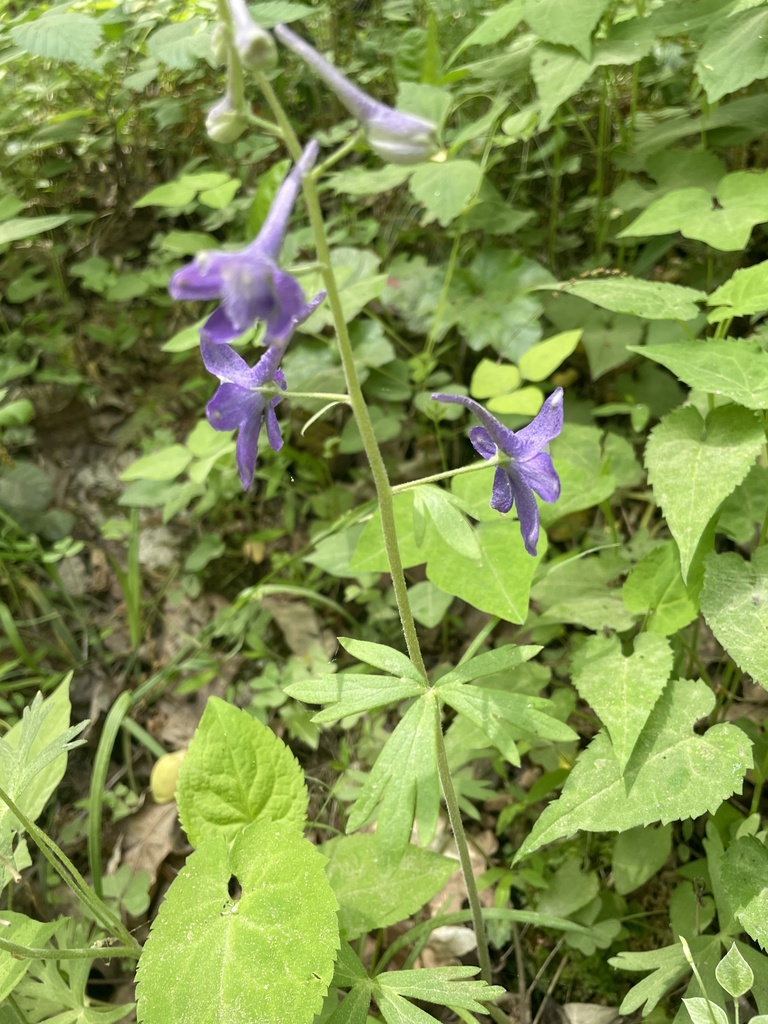 Dwarf Larkspur reference
