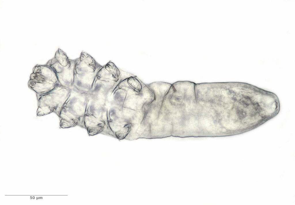 Human Face Mite reference