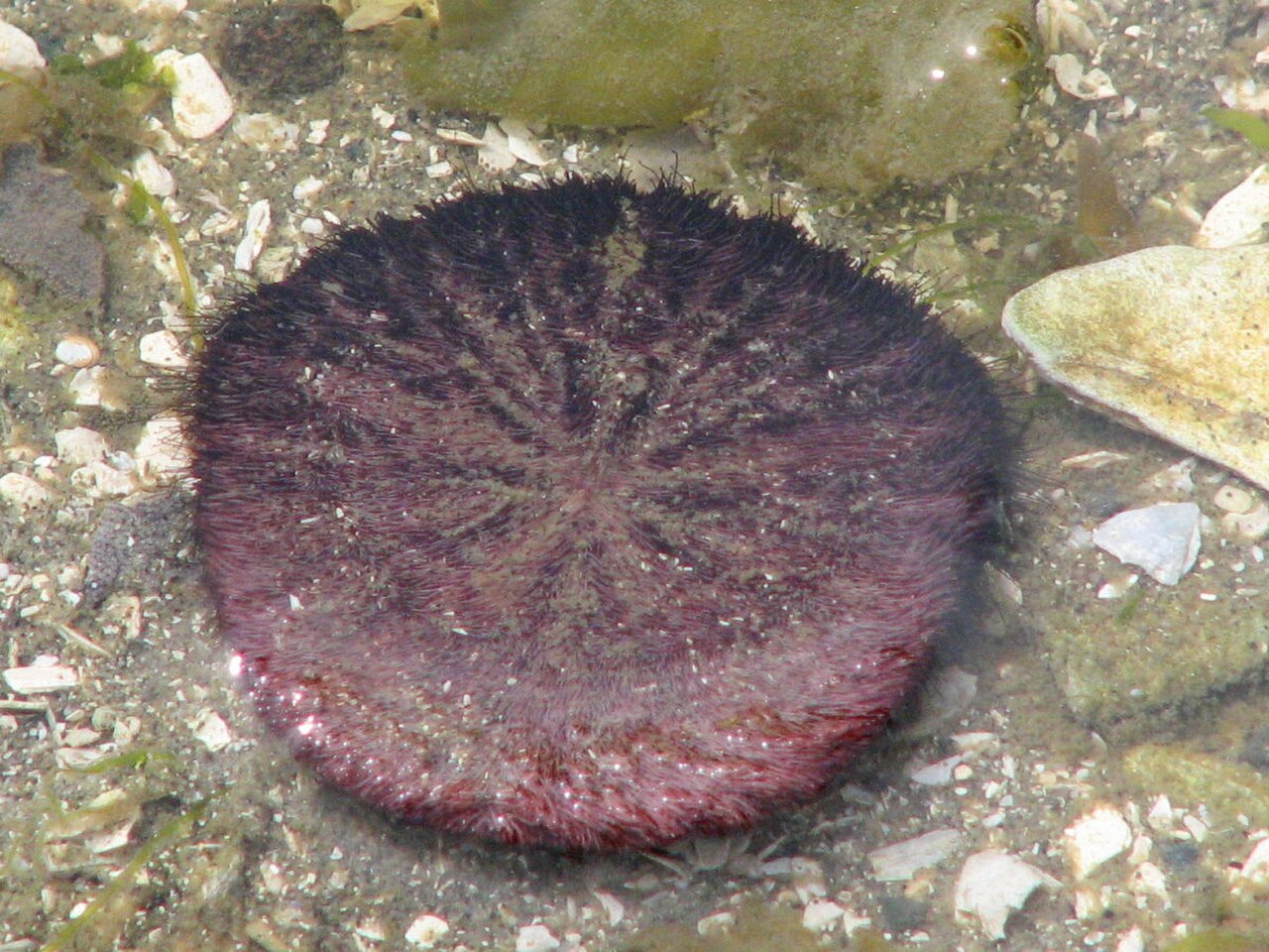 Eccentric Sand Dollar reference