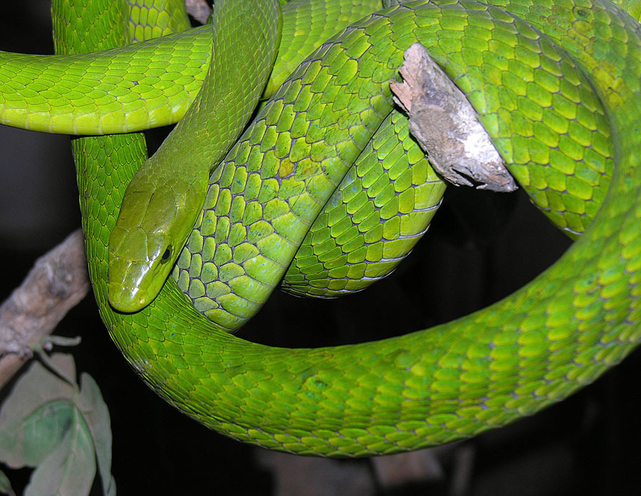 Eastern Green Mamba reference