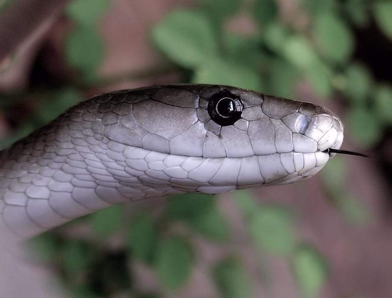 Black Mamba reference