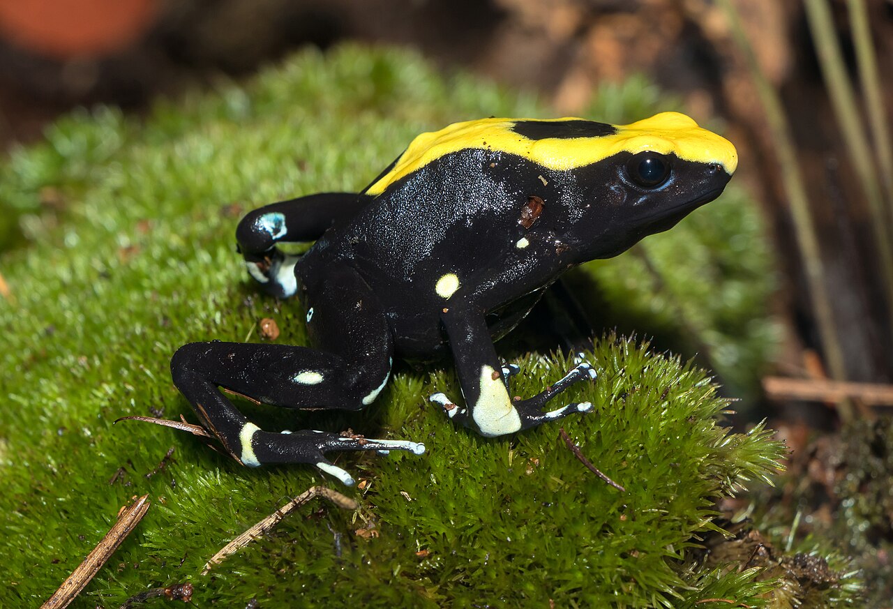Dendrobates tinctorius reference