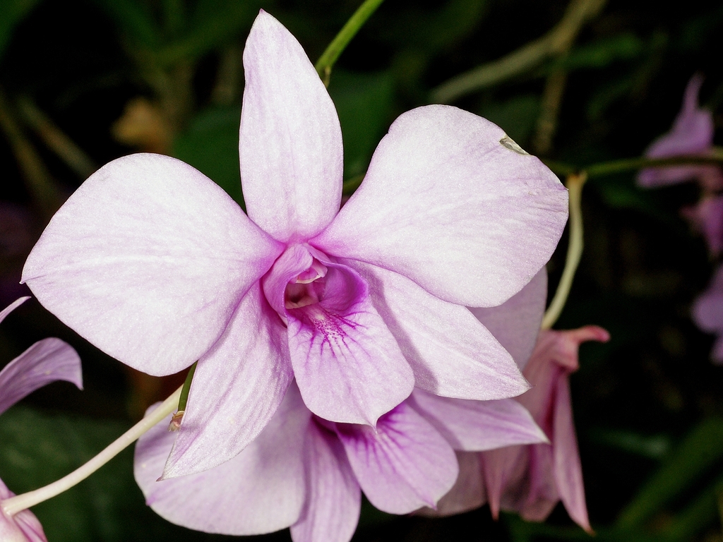 Cooktown Orchid reference