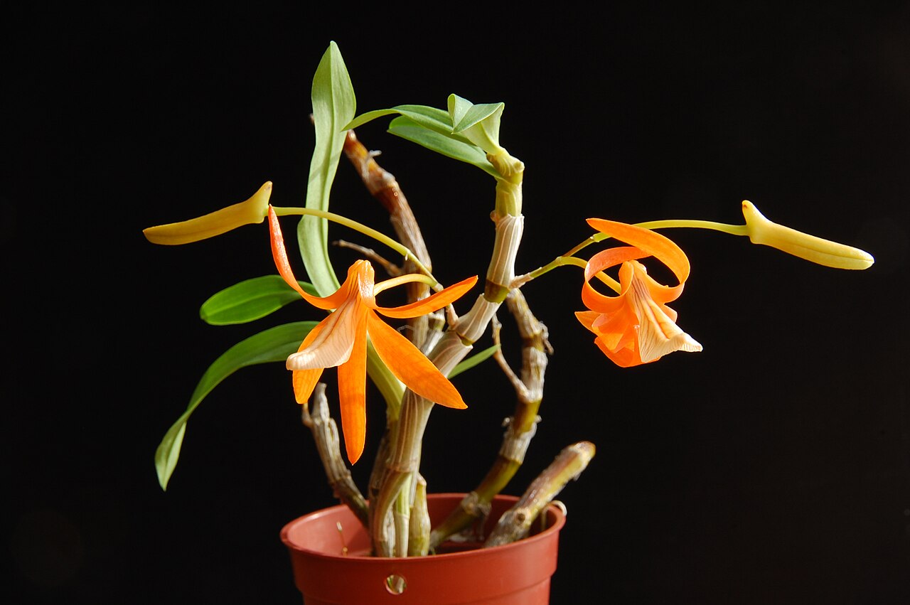 Dendrobium unicum reference