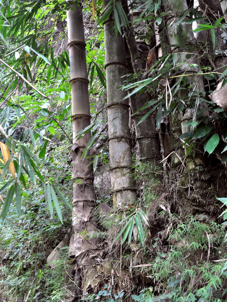 Dragon Bamboo reference