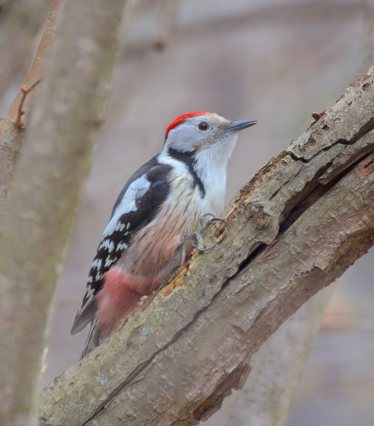 Middle Spotted Woodpecker reference