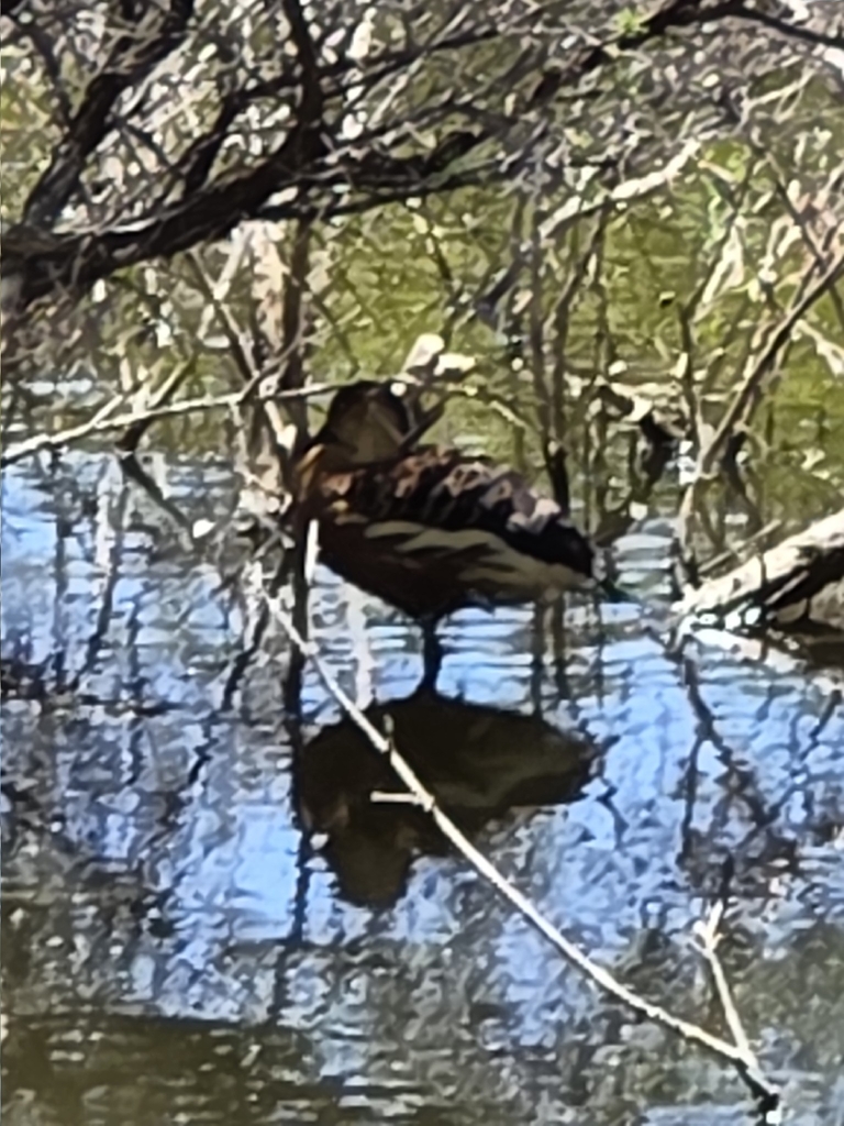 Wandering Whistling-Duck reference