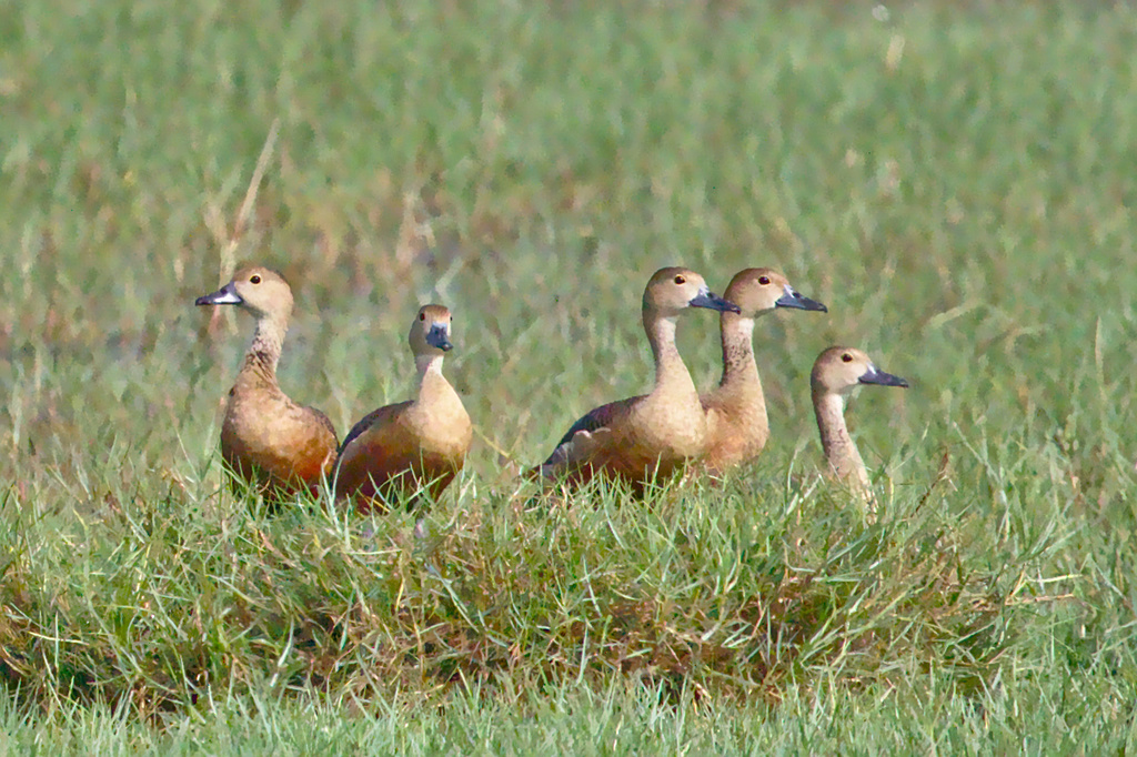 Lesser Whistling-Duck reference