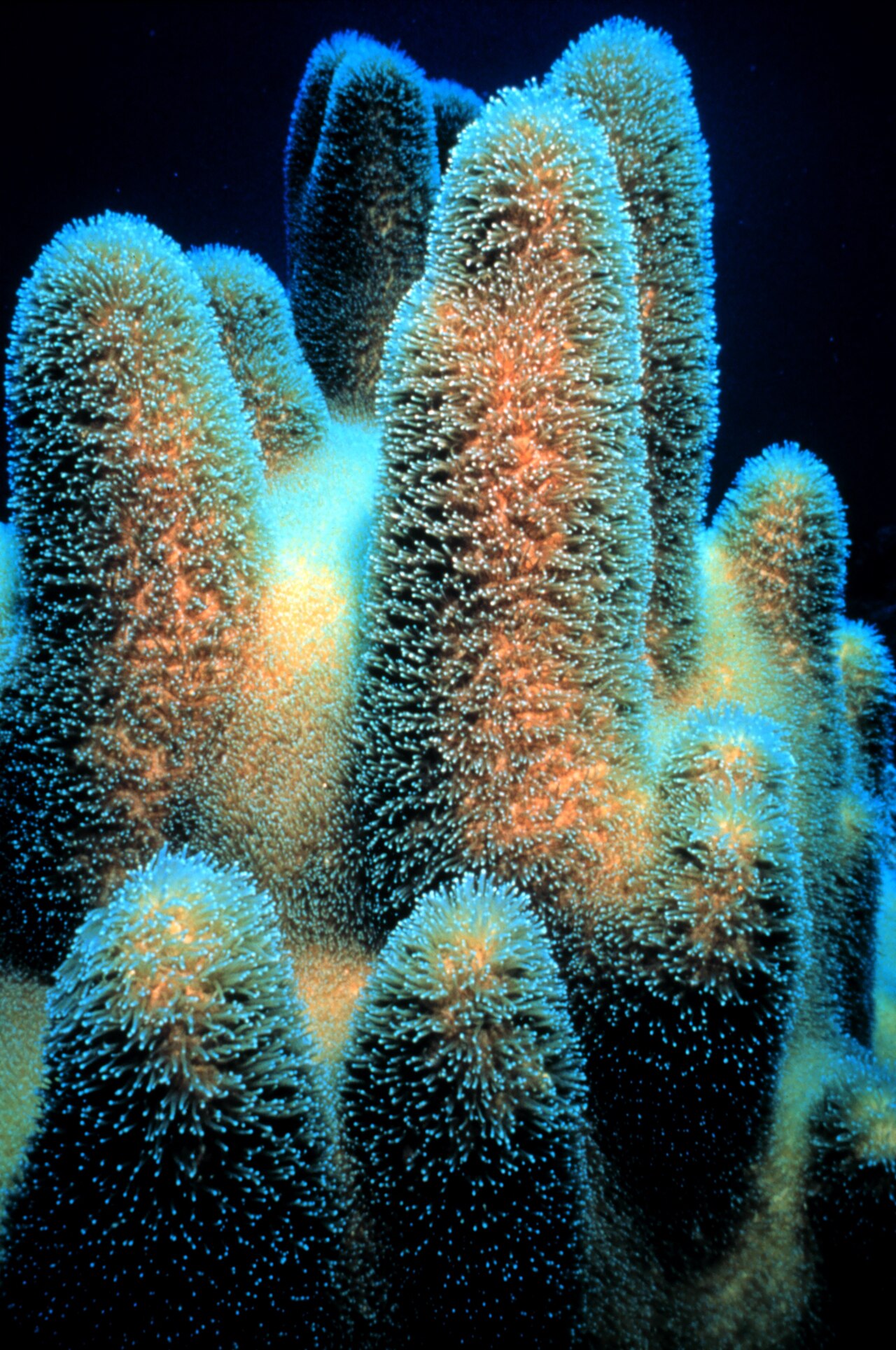 Pillar Coral reference