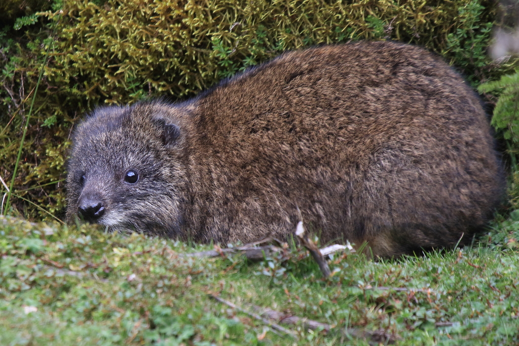 Southern Tree Hyrax reference