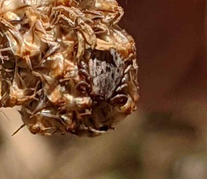 Pacific Coast Tick reference
