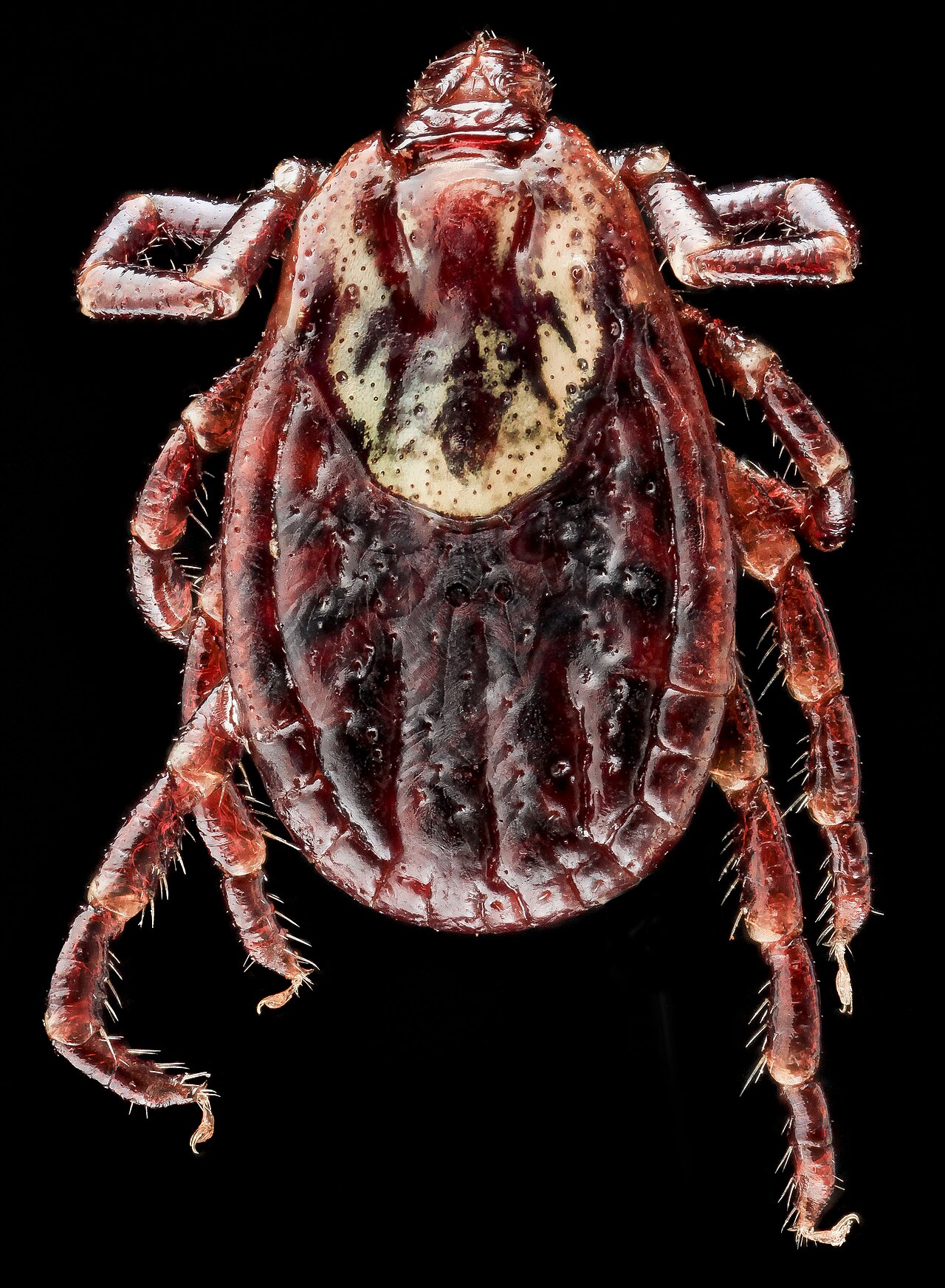 American Dog Tick reference