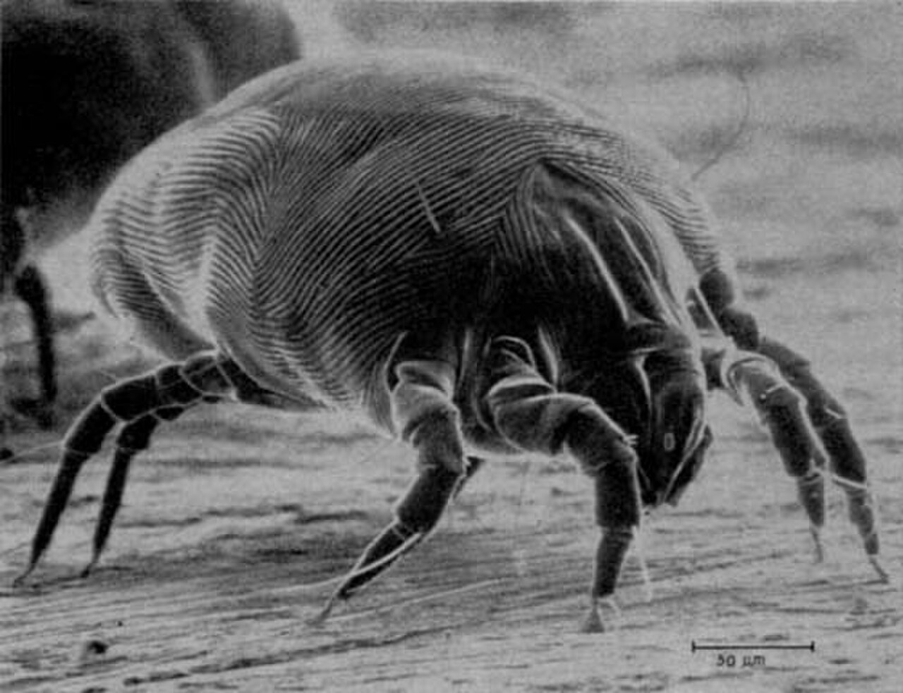 European House Dust Mite reference