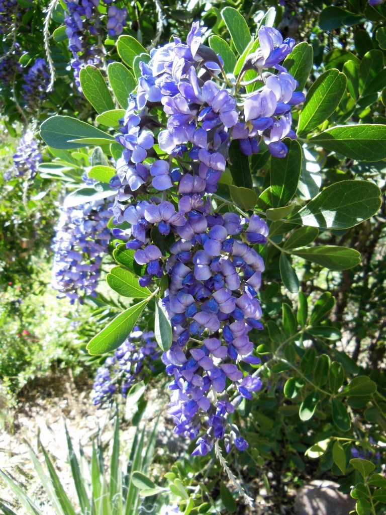 Texas mountain laurel reference