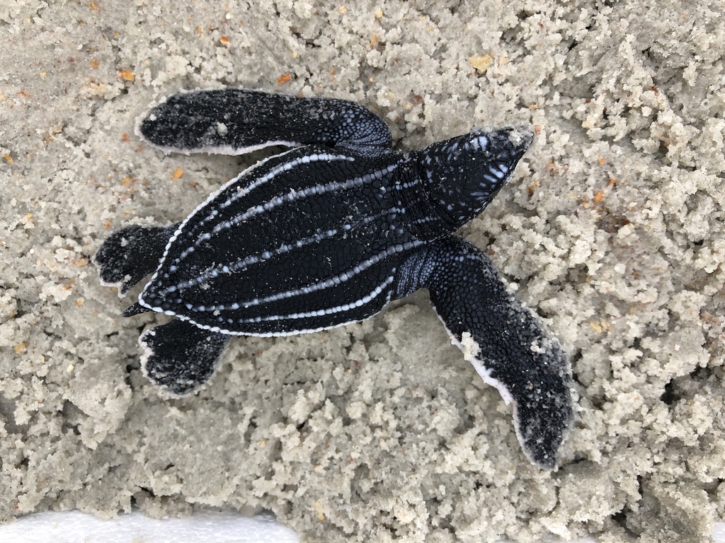 Leatherback Sea Turtle reference