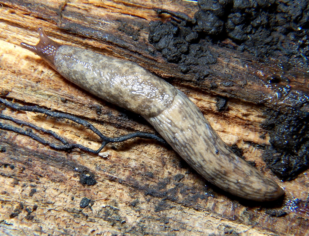 Milky Slug reference