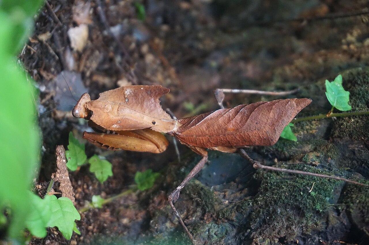 Dead Leaf Mantis reference
