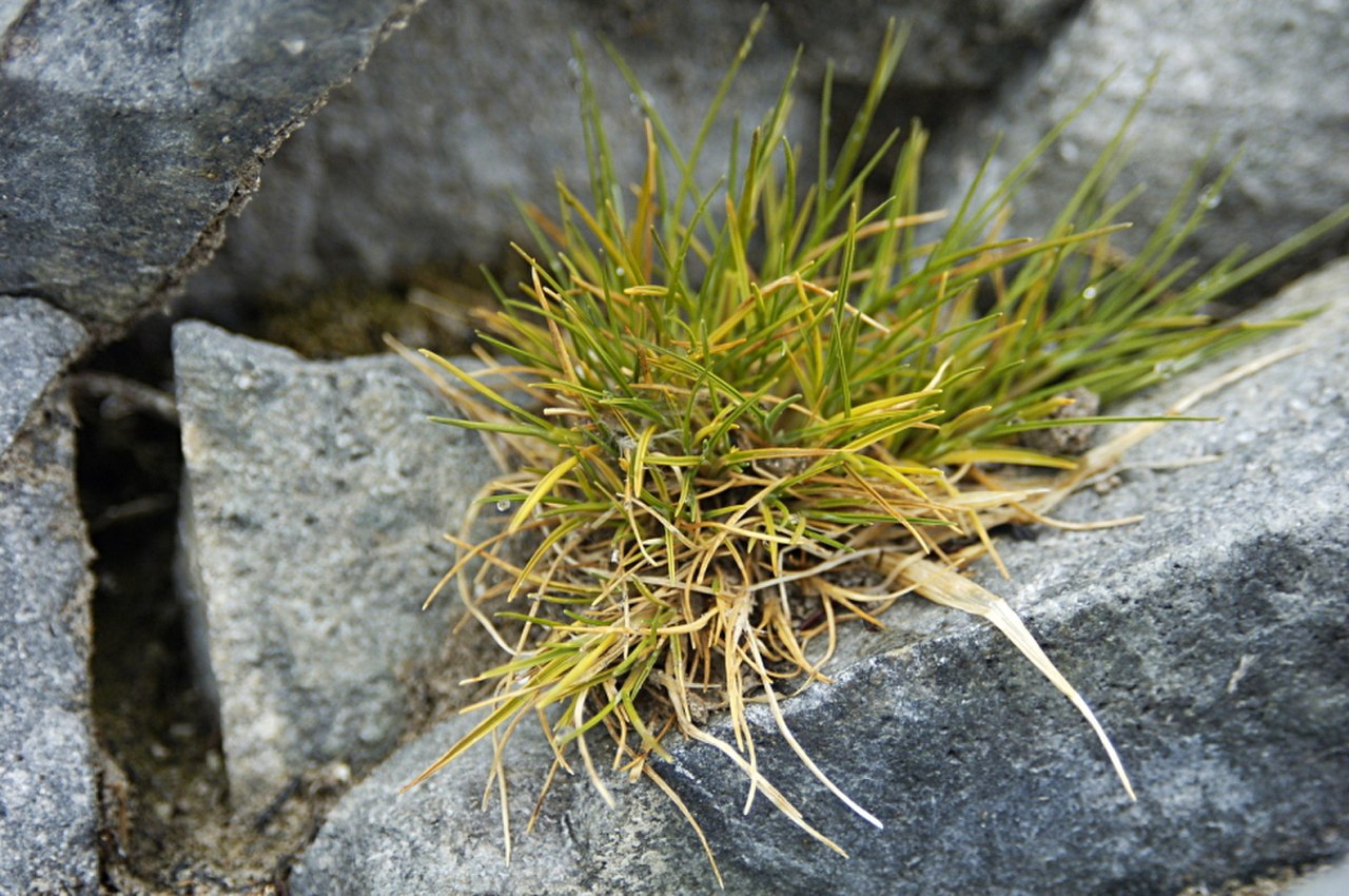 Antarctic Hairgrass reference