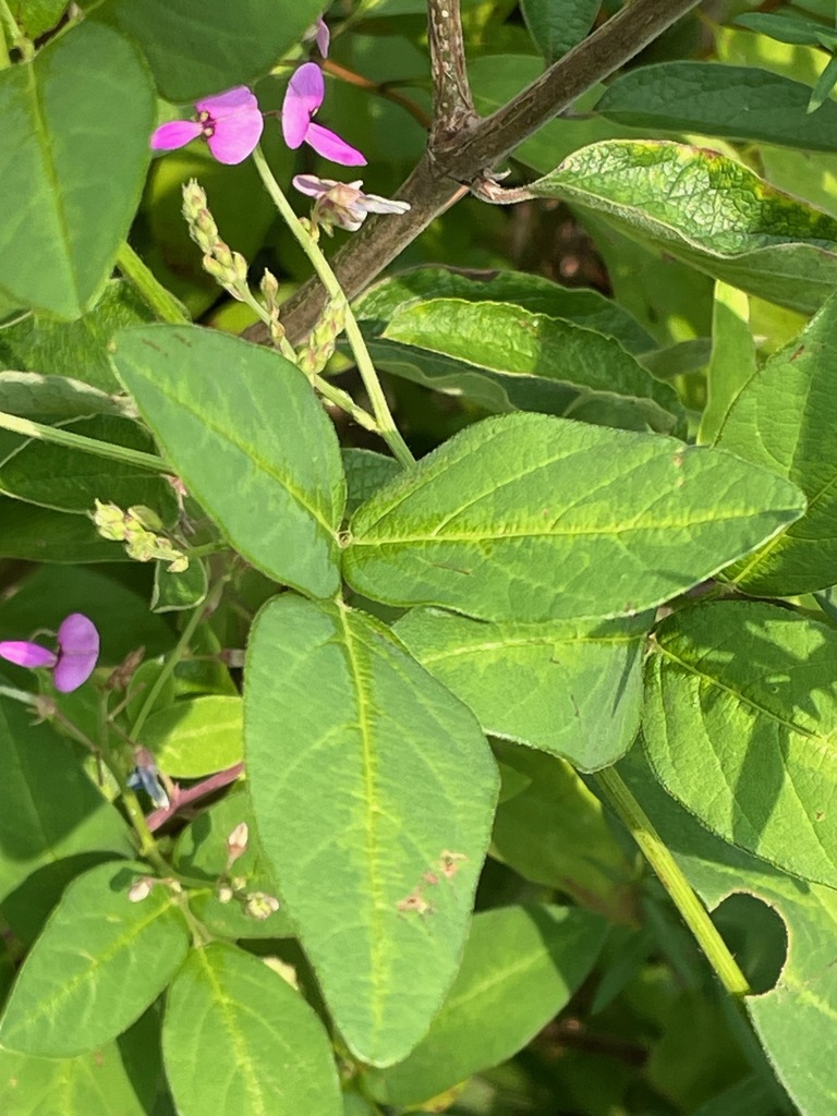 panicled ticktrefoil reference