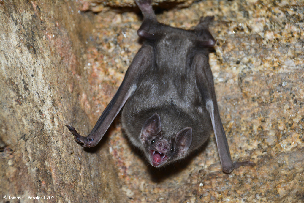 Common Vampire Bat reference