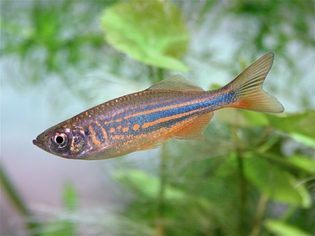 Giant Danio reference
