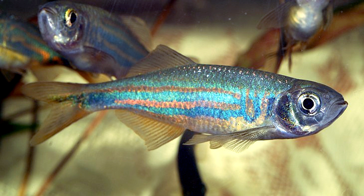 Malabar Danio reference