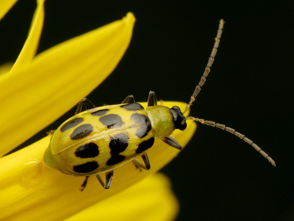 Spotted Cucumber Beetle reference
