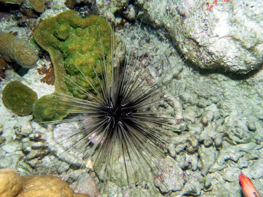 Long-spined Sea Urchin reference