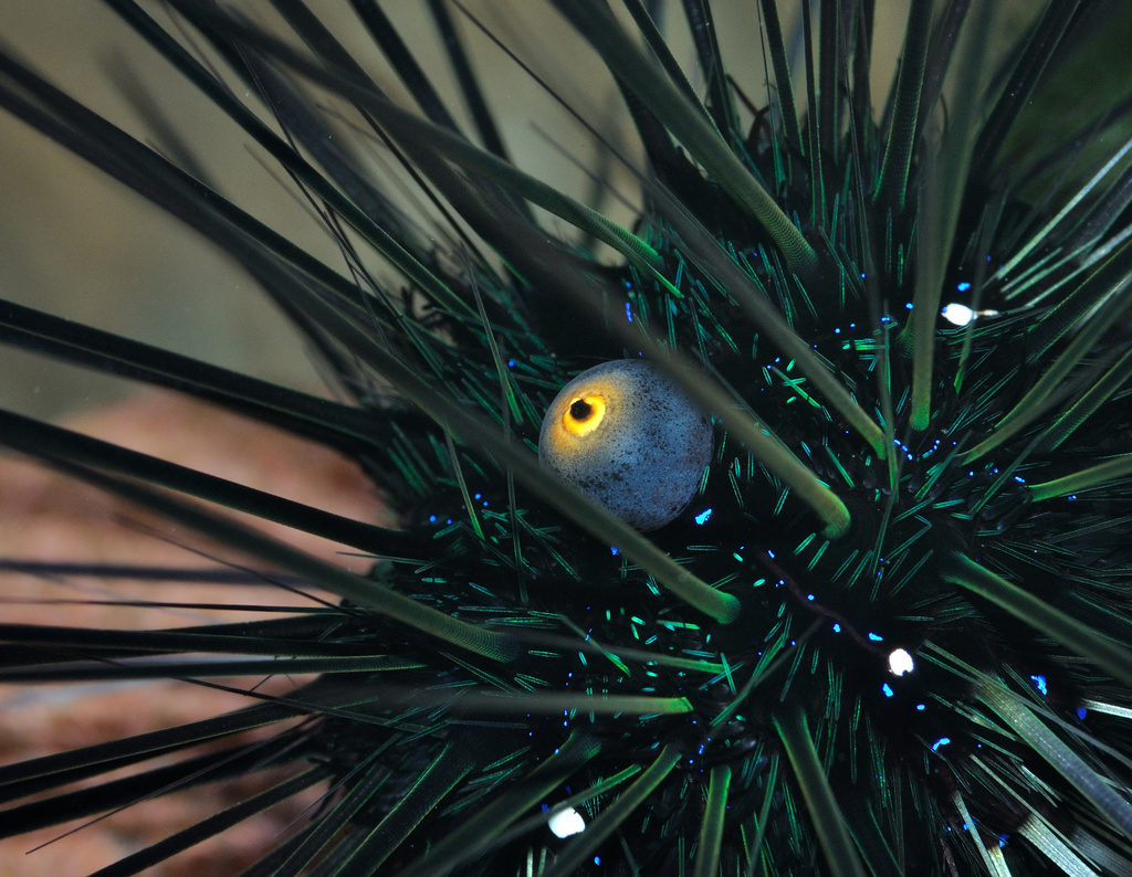 Black Longspine Urchin reference