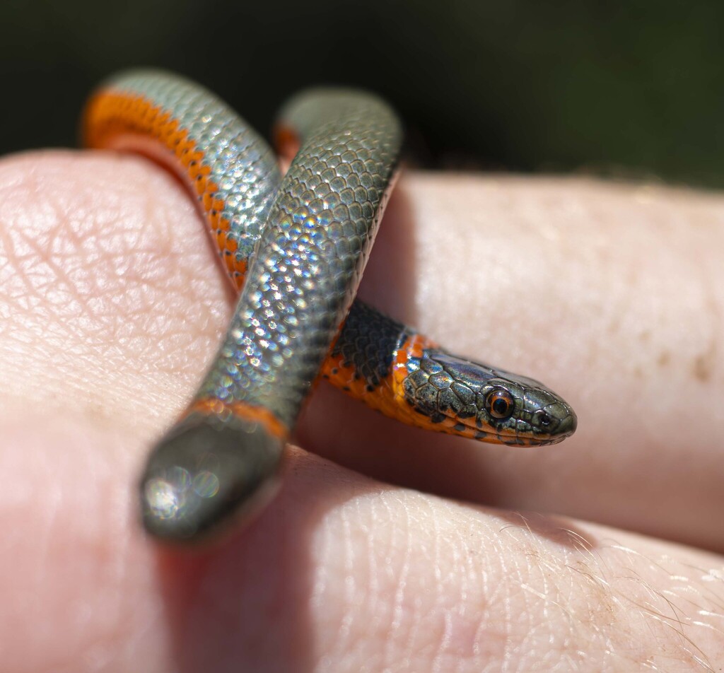 Diadophis punctatus amabilis reference