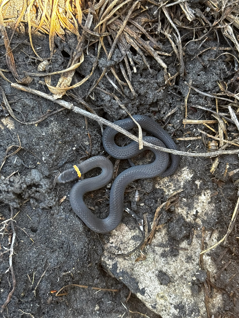 Prairie Ringneck Snake reference