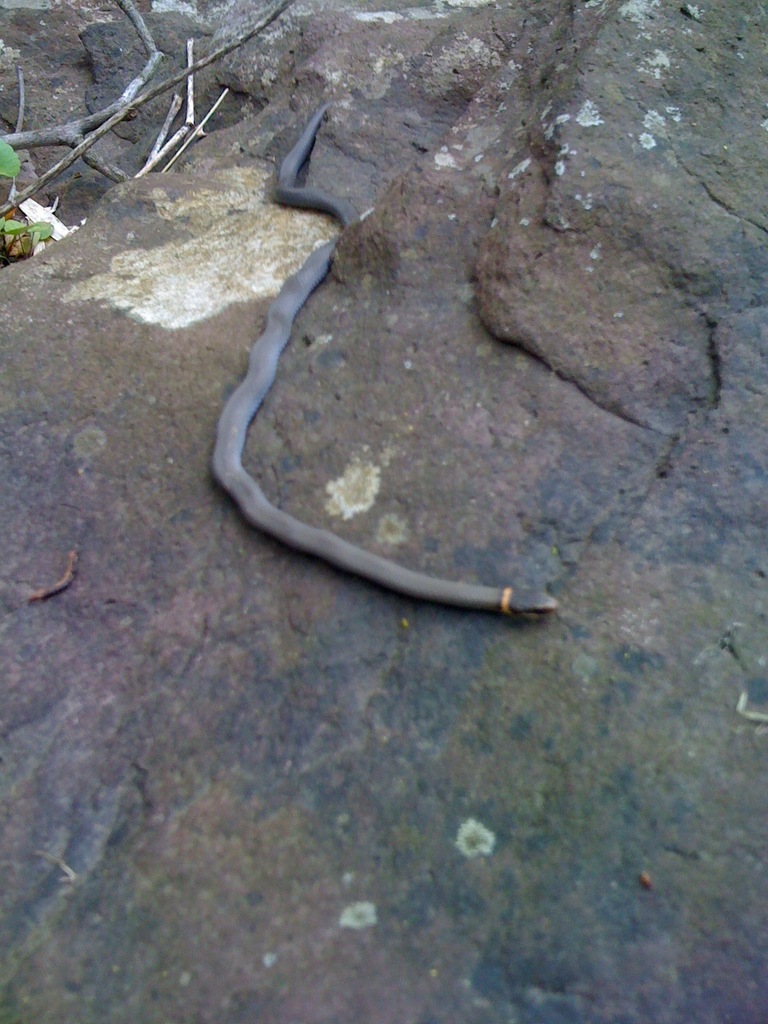 Northern Ring-necked Snake reference
