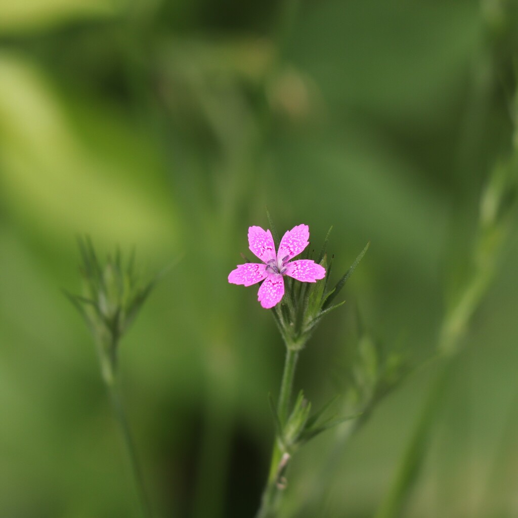 Deptford pink reference