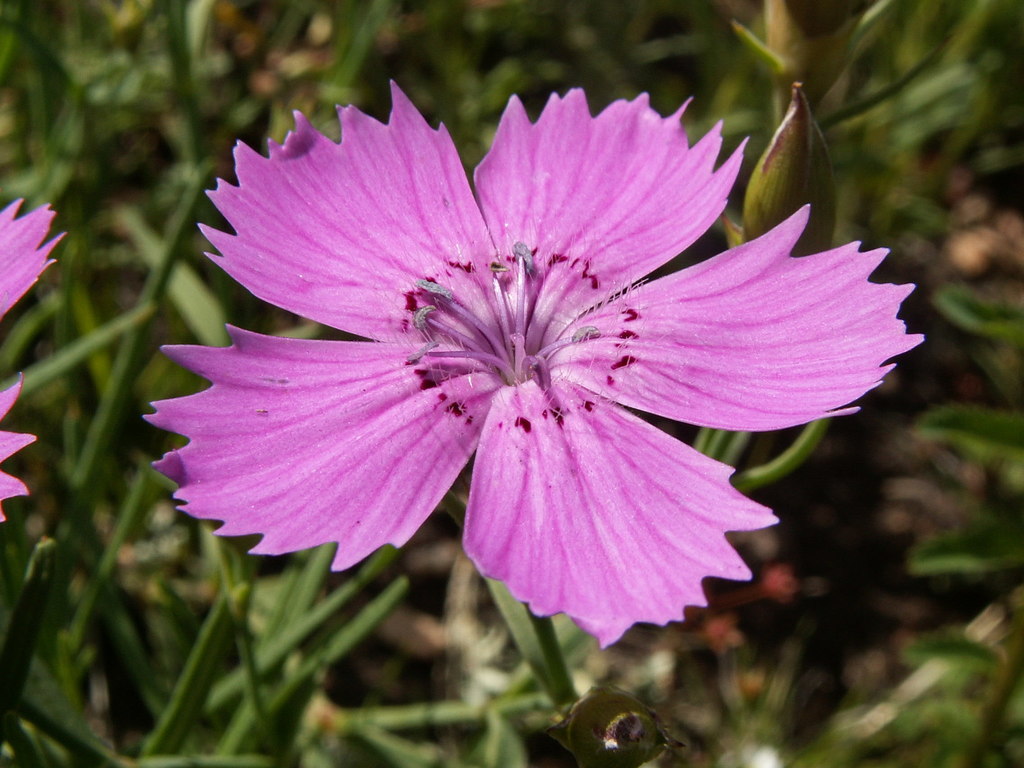 Chinese-pink reference