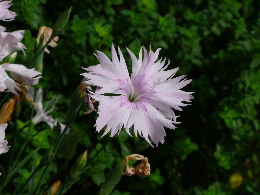Garden Pink reference