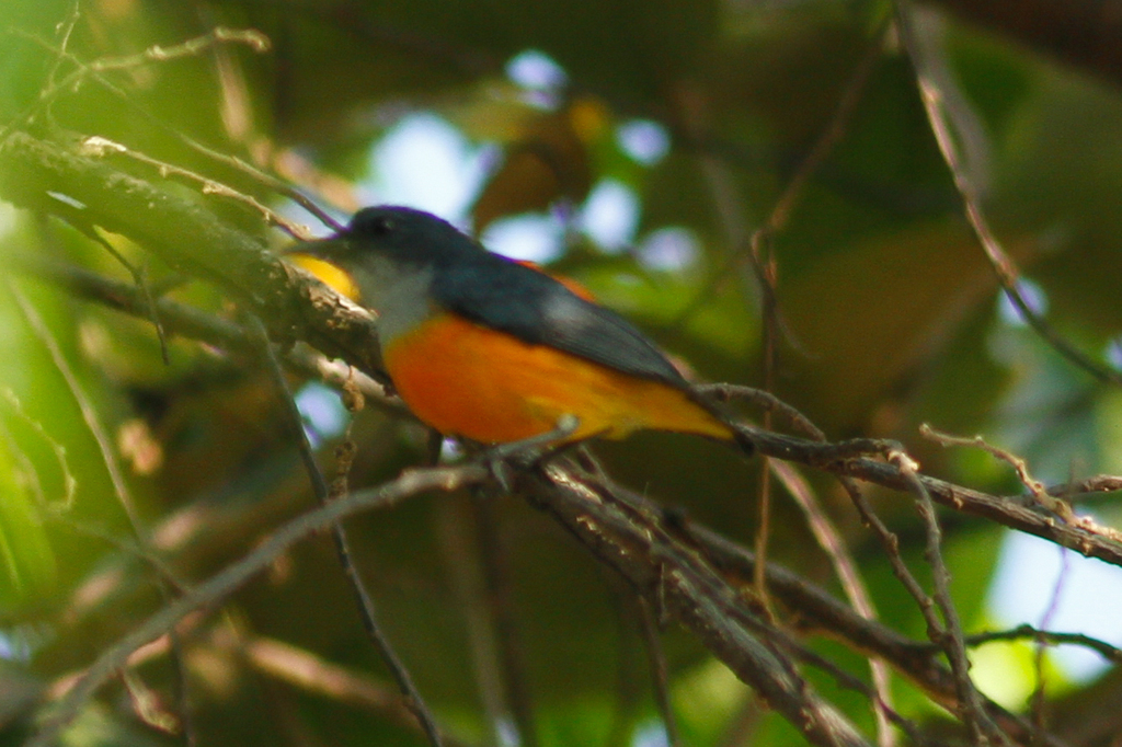 Orange-bellied Flowerpecker reference