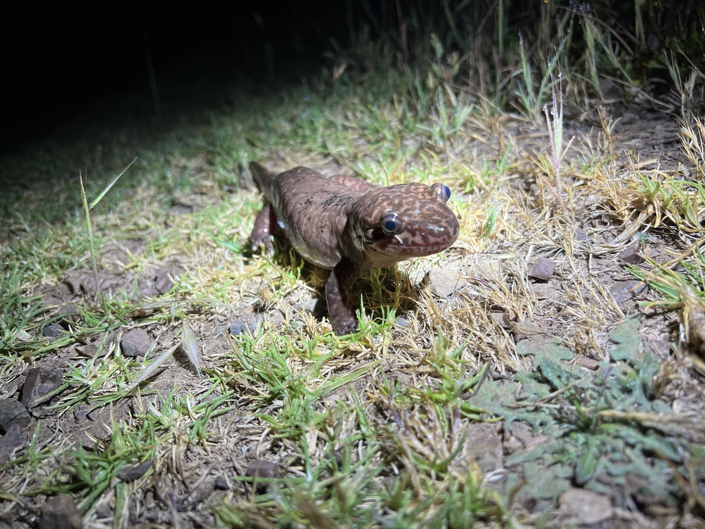 California Giant Salamander reference